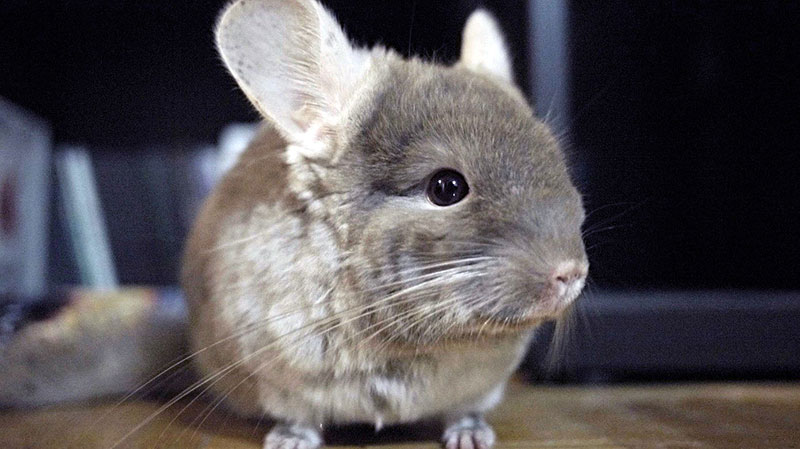 All-You-Need-to-Know-About-Chinchillas-2