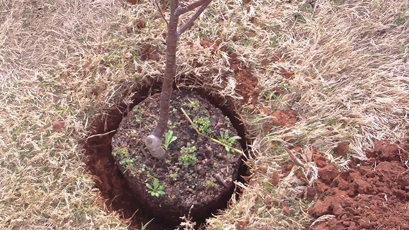 How-to-Grow-a-Cherry-Tree-1