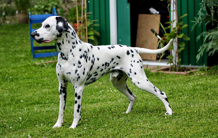 Is A Dalmatian Right Dog For You?