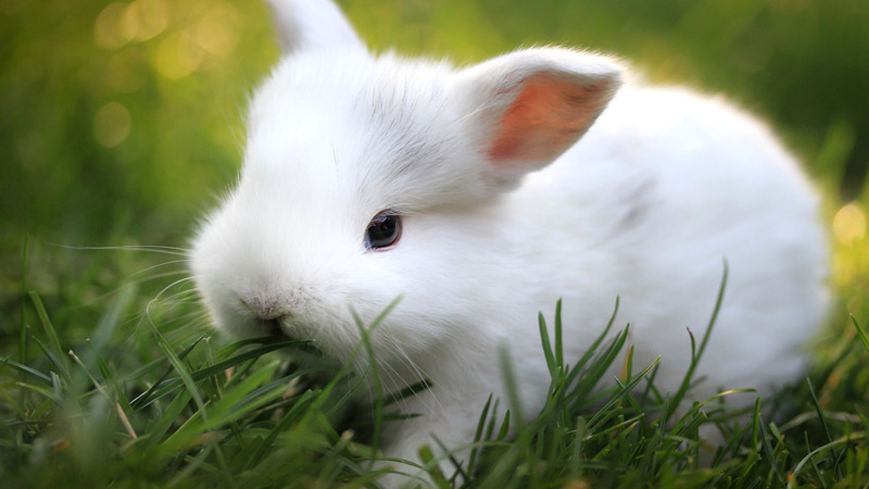 Is a Rabbit the Right Pet For You?