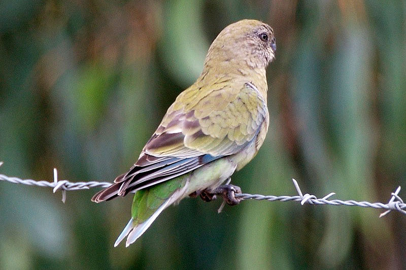 Red-Rumped-Parrot-6