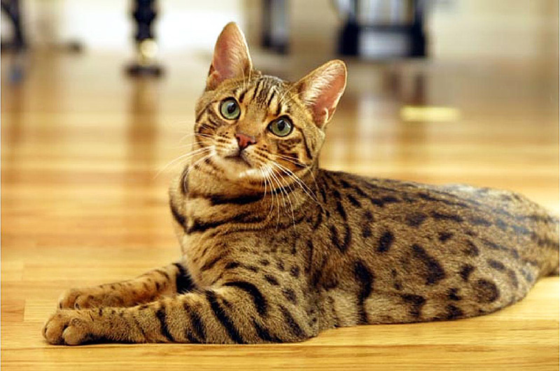 Bengal Cat - Breed Information