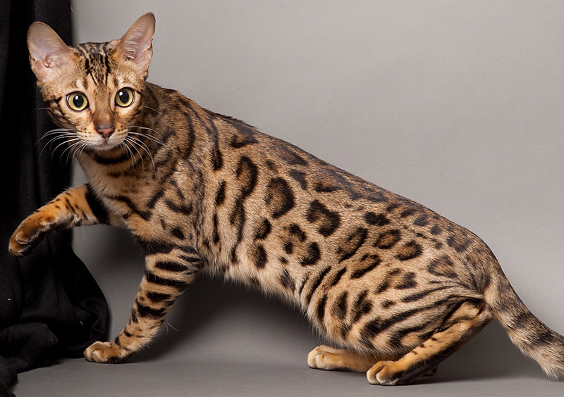 Bengal Cat - Breed Information