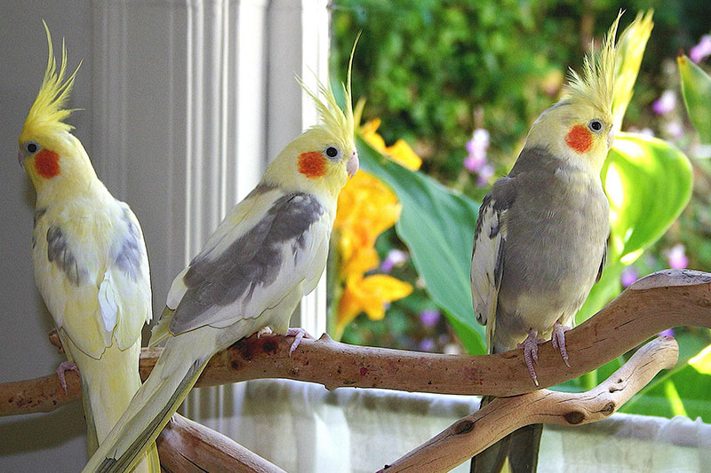 Caring-for-Your-Cockatiel-1