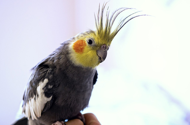 Caring-for-Your-Cockatiel-2