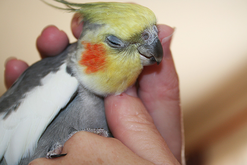 Caring for Your Cockatiel