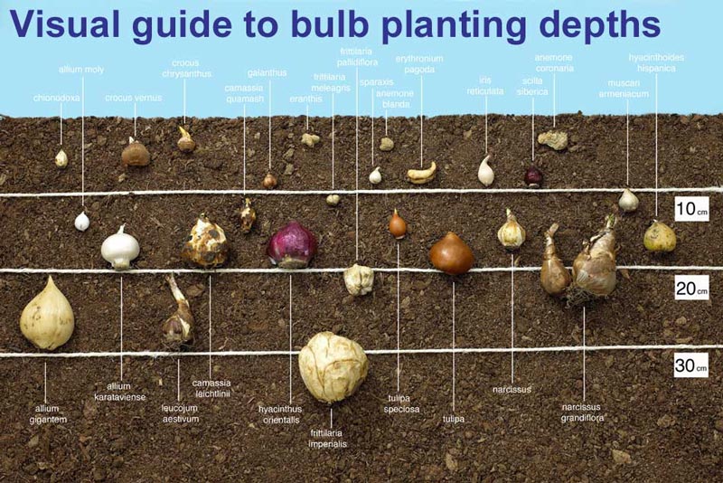 How To Grow Bulbs Quiet Corner