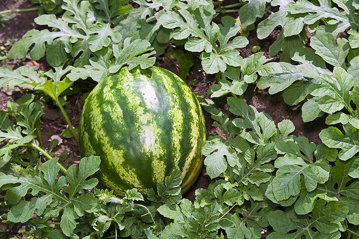 how-to-grow-watermelons-quiet-corner