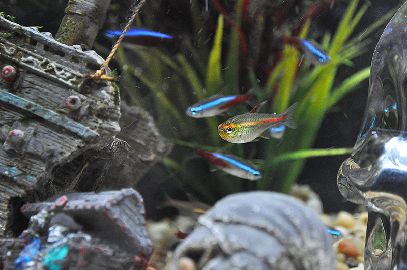 Neon Tetra -Fish Guide