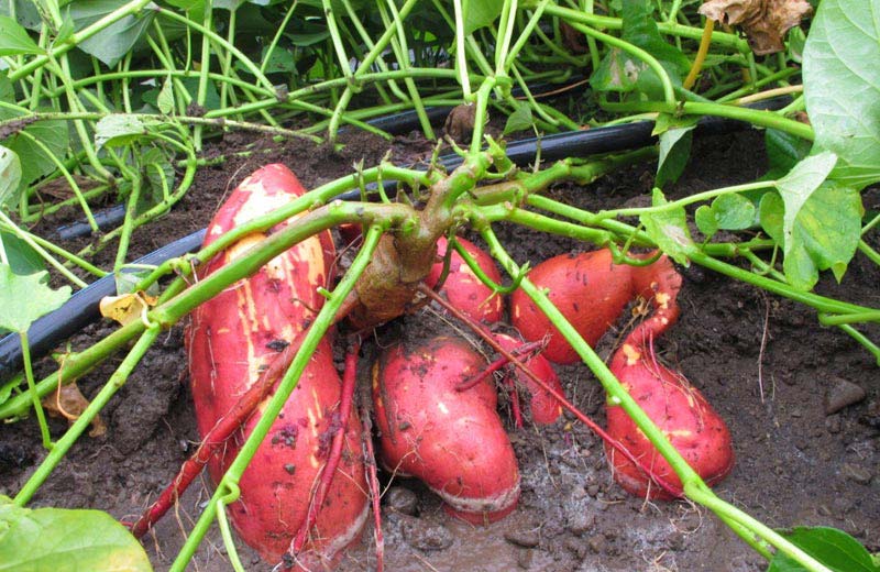 Quiet Corner Sweet Potato How To Grow Quiet Corner