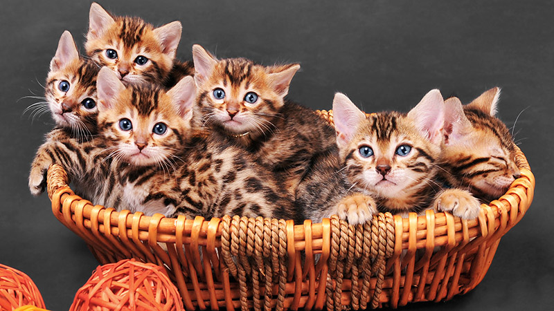 Bengal Cat - Breed Information