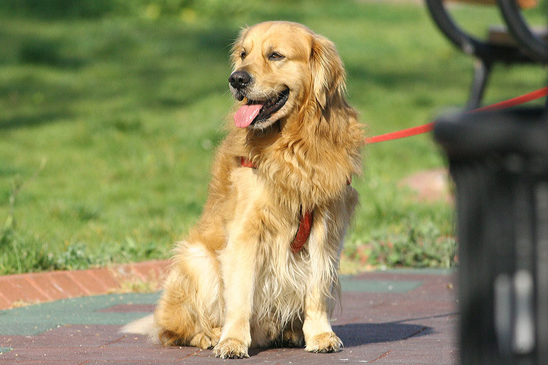 Golden Retriever - Breed Information