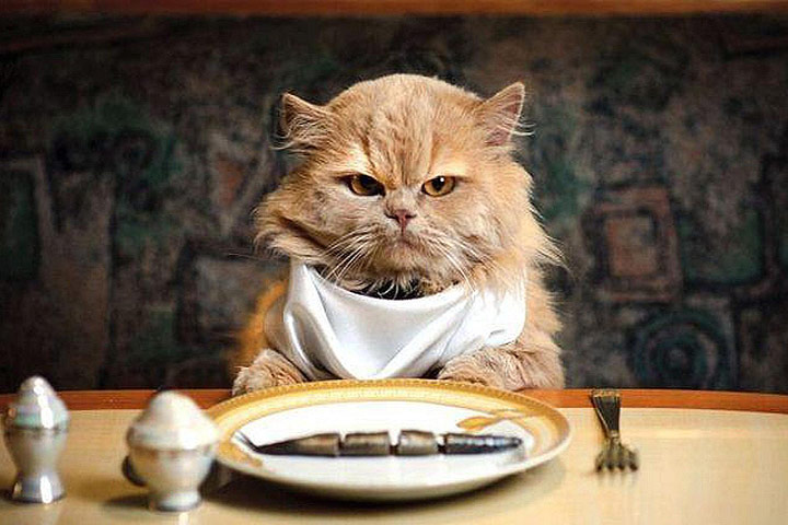 Human Foods to Avoid in Cat’s Diet