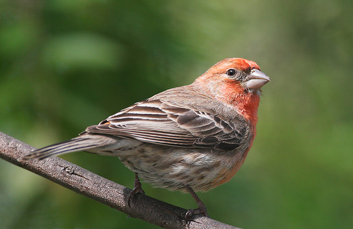 Top 5 Best Birds For Beginners - Quiet Corner