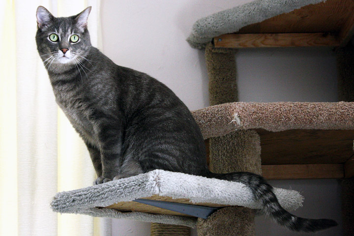 5 DIY cat trees to improve your kitty’s life