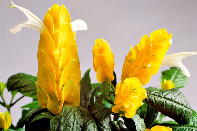 Growing Golden Shrimp Plants Indoors