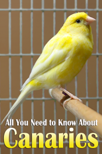 All You Need to Know About Canaries