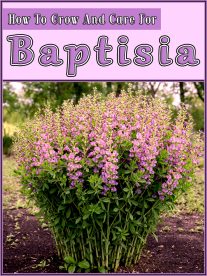 How To Grow And Care For Baptisia