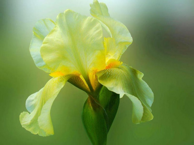 Quiet CornerHow to Grow Bearded Iris Quiet Corner