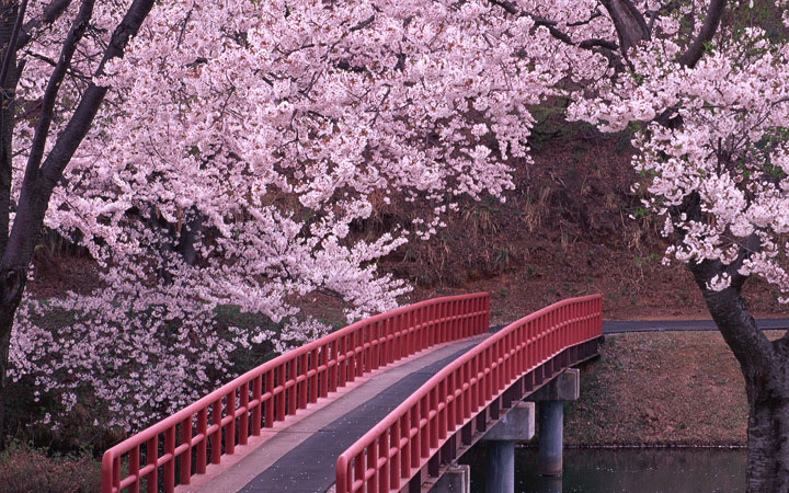 10 Magical Pics Of Japan’s Cherry Blossom By National Geographic