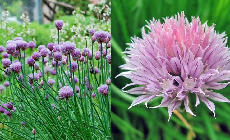 Chives - How to Grow