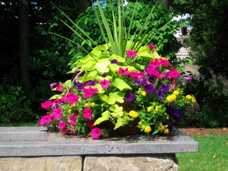 Quiet Corner Container Gardening Ideas Quiet Corner