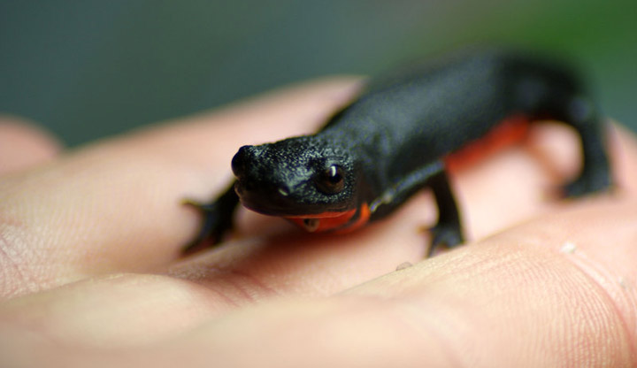 Fire Bellied Newts Care