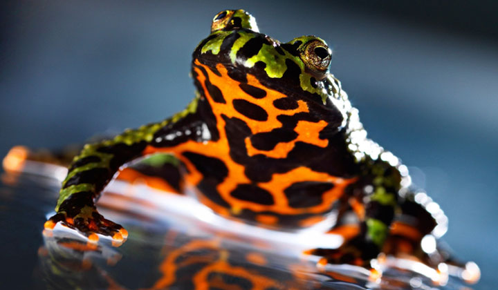 Fire-Bellied Toads : Meet the Frogs