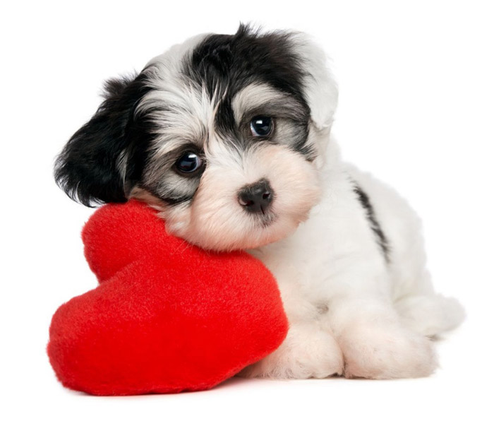 Five Signs Your Dog Loves You