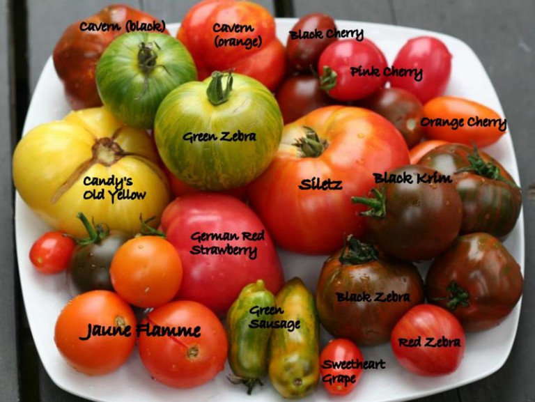 Color and Flavor Heirloom Tomatoes Varieties