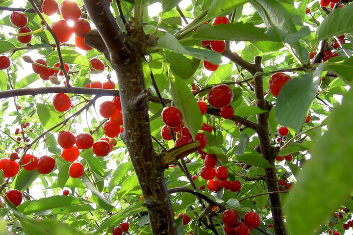 How to Grow a Cherry Tree - Quiet Corner