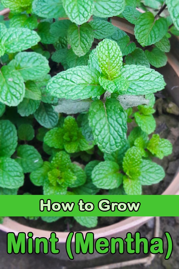 Mint (Mentha) – How to Grow