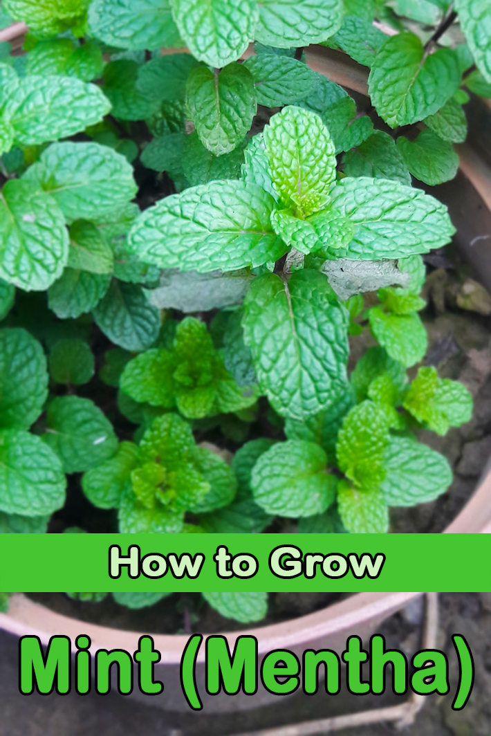 Mint (Mentha) - How to Grow