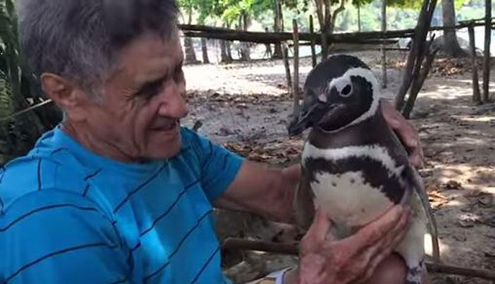 Penguin Always Comes Home To The Man Who Saved His Life