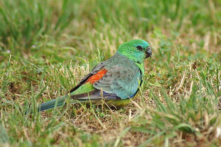 red rumped parrot for sale