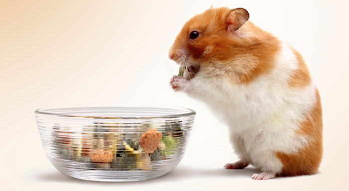 What Do Hamsters Eat?