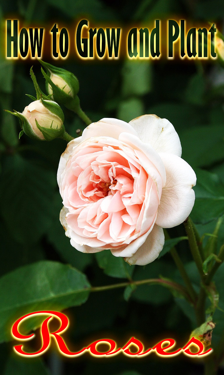 Flower Gardening – How to Grow and Plant Roses