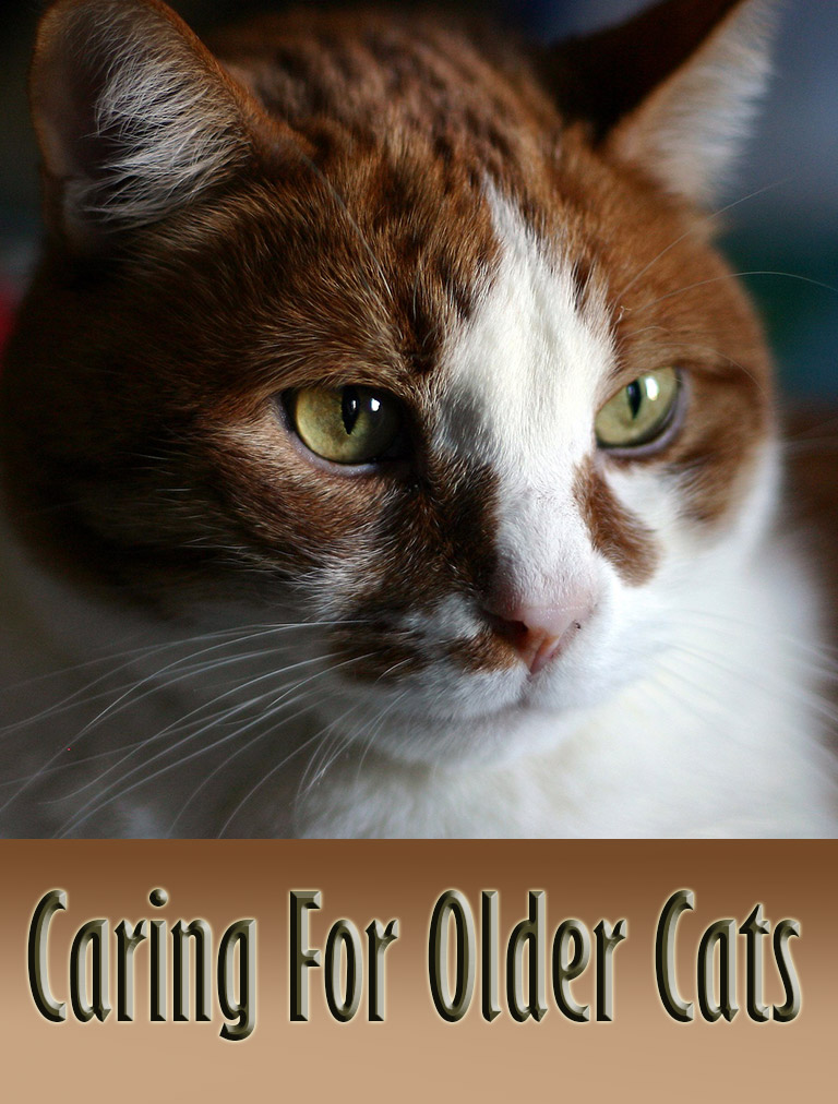 Caring For Older Cats