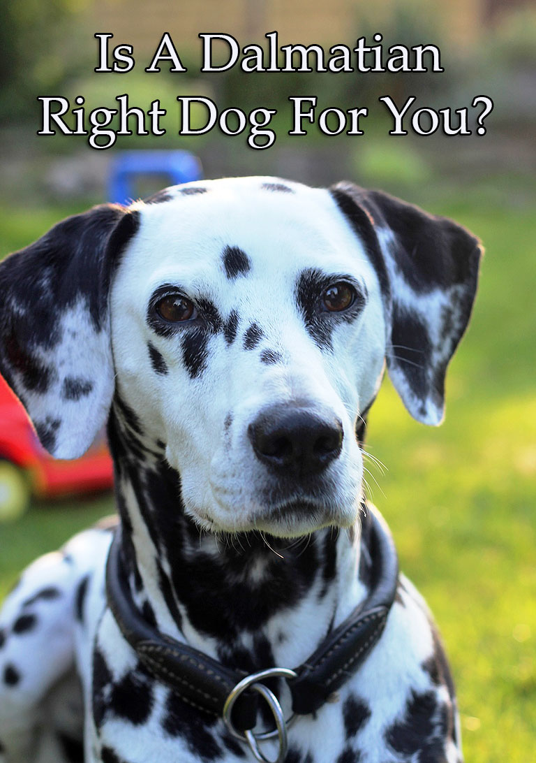 Is A Dalmatian Right Dog For You?