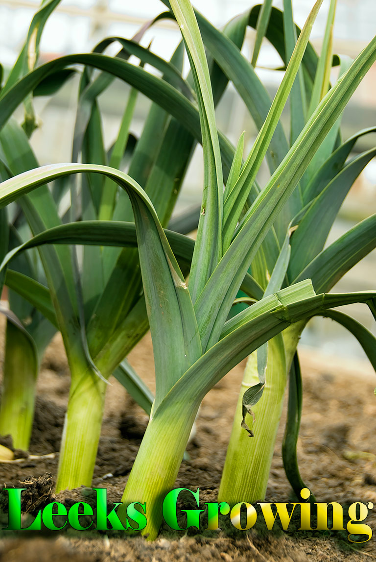 How to Grow Leeks – Gardening Tips