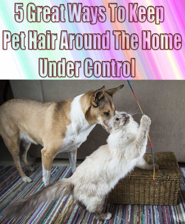 5 Great Ways To Keep Pet Hair Around The Home Under Control
