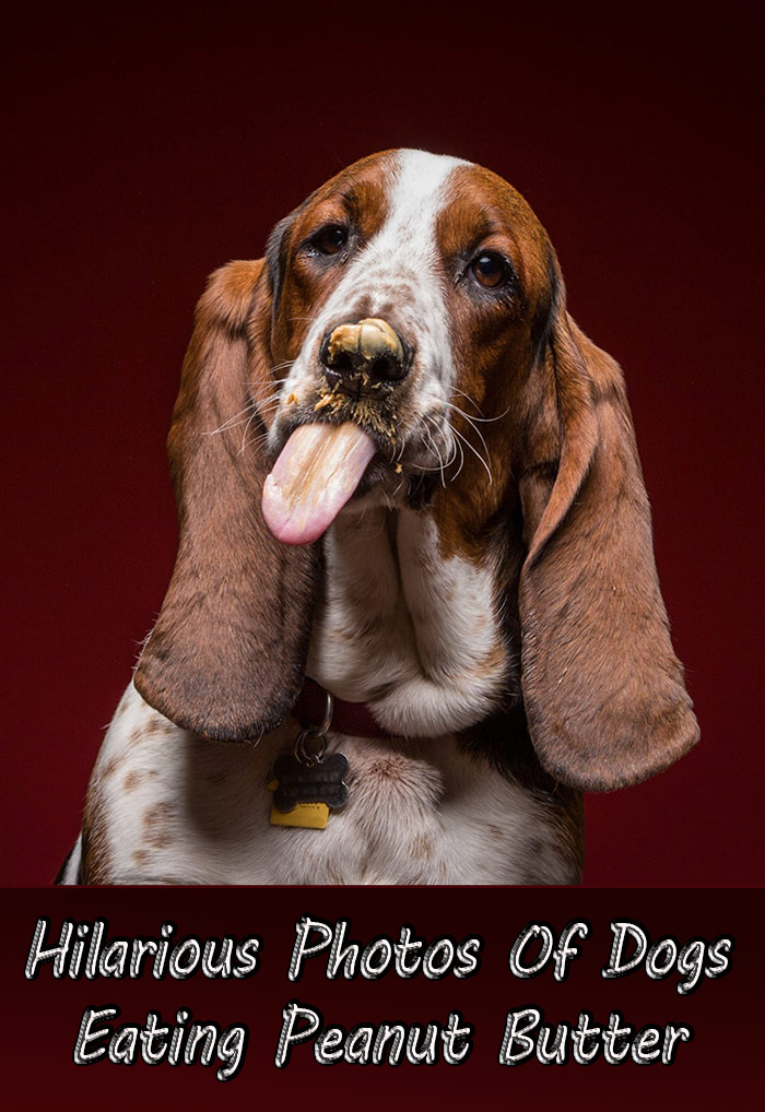 Hilarious Photos Of Dogs Eating Peanut Butter