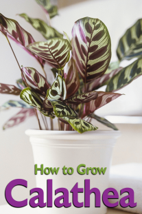 Calathea – How to Grow