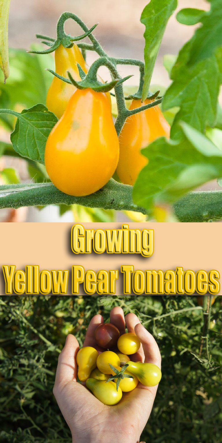 Growing Yellow Pear Tomatoes