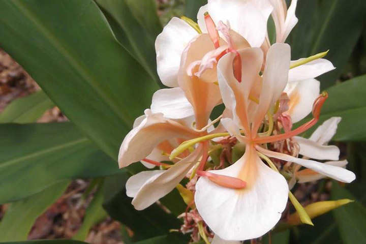 Hedychium Growing Ginger Lily Inside