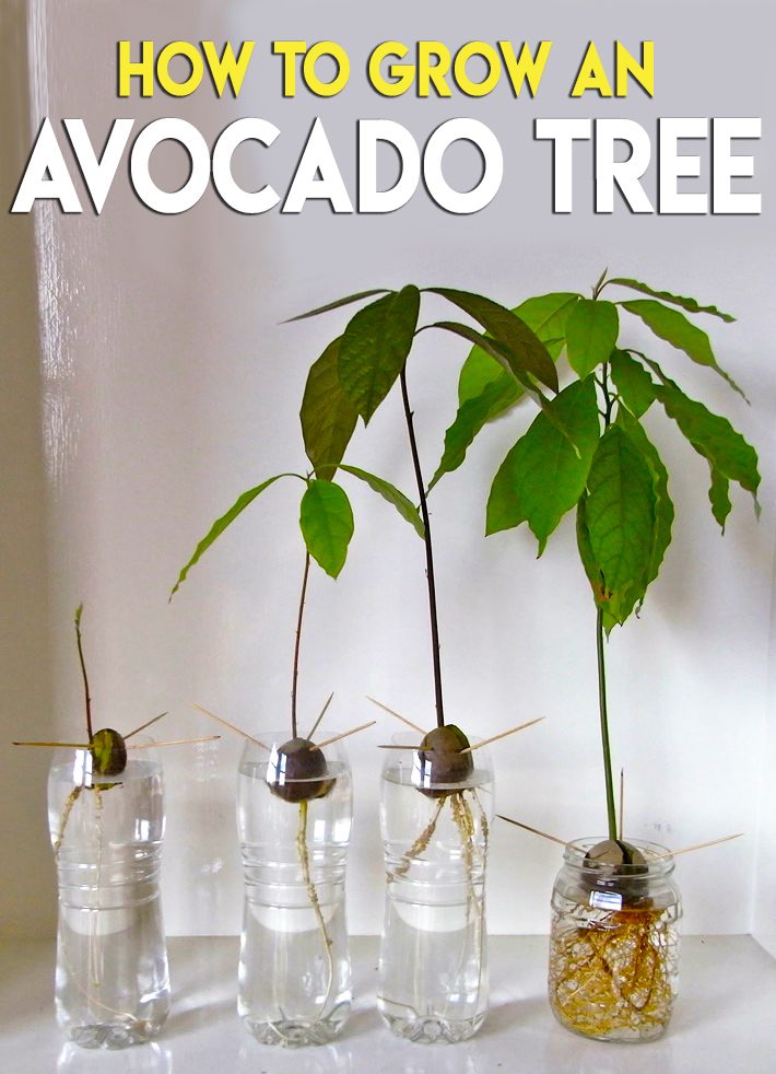 how wide do avocado trees get