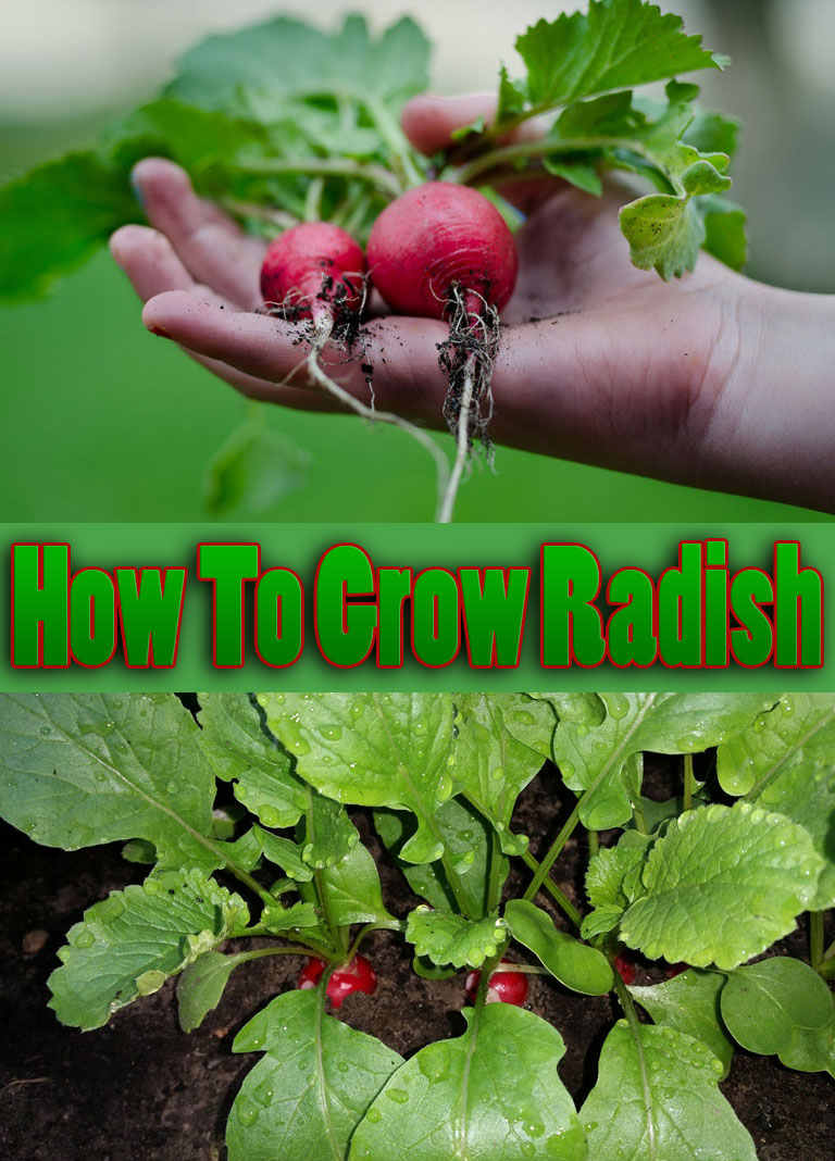 How To Grow Radish