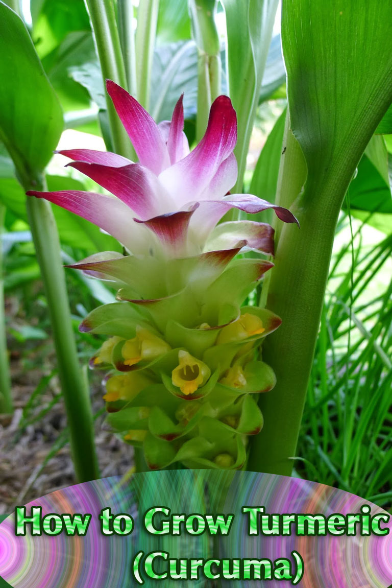 How to Grow Turmeric (Curcuma)