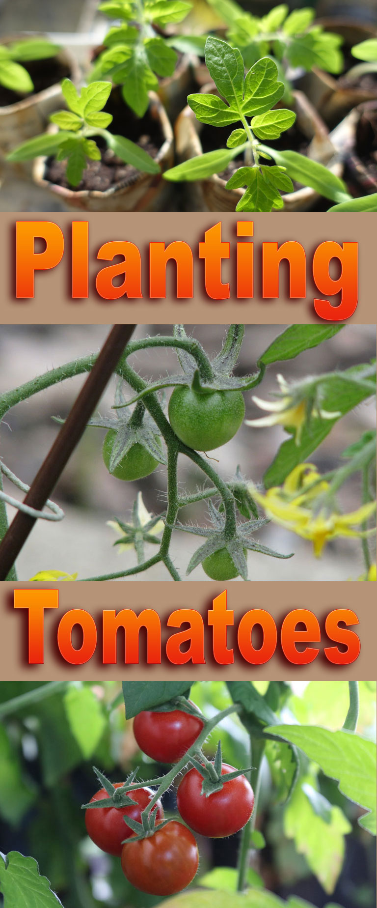 How to Planting Tomatoes
