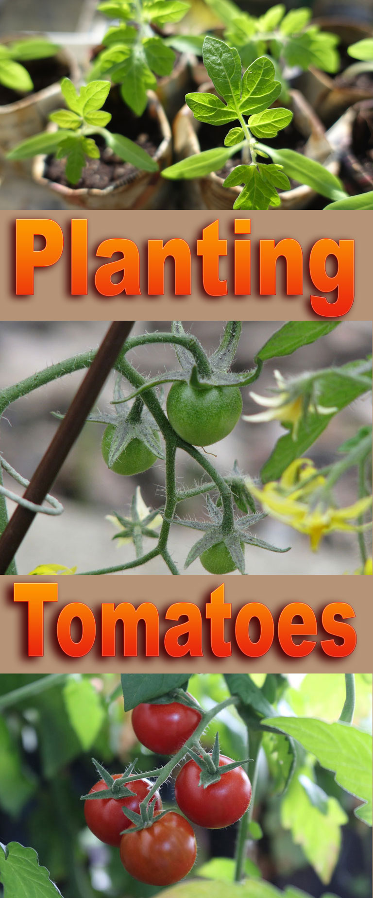 How to: Planting Tomatoes